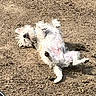 dog, small_dog, white_dog, fluffy, lying_down, belly_up, paws, outdoor, dirt, ground, sunlight, animal, pet, playful, relaxed, funny, portrait, fur, metal_bowl, yard