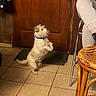 dog, small_dog, standing, begging, upright, scruffy, fur, white_fur, blue_collar, indoors, wooden_door, tile_floor, entryway, chair, person, legs, home, portrait, pet, funny_pose