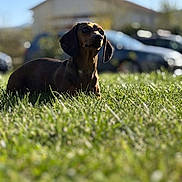 Eli participe au concours pour gagner de l'argent avec cette photo : dog, dachshund, grass, outdoor, pet, animal, sunlight, blurred_background, nature, greenery, house, car, daytime, mammal, cute, lying_down, ears, snout, small_dog, watchful