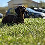 dog, dachshund, grass, outdoor, pet, animal, sunlight, blurred_background, nature, greenery, house, car, daytime, mammal, cute, lying_down, ears, snout, small_dog, watchful