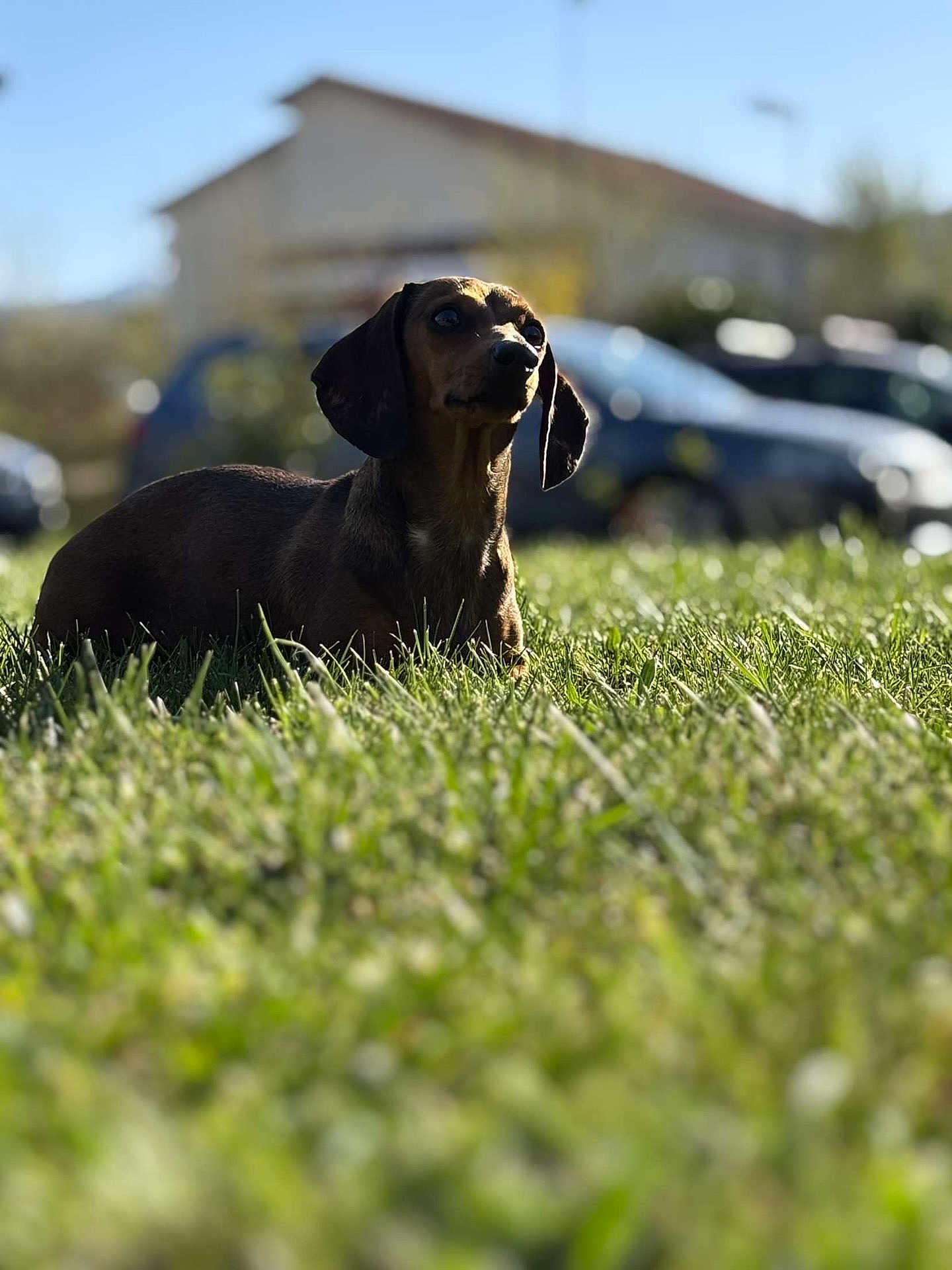 Eli participe au concours pour gagner de l'argent avec cette photo : dog, dachshund, grass, outdoor, pet, animal, sunlight, blurred_background, nature, greenery, house, car, daytime, mammal, cute, lying_down, ears, snout, small_dog, watchful