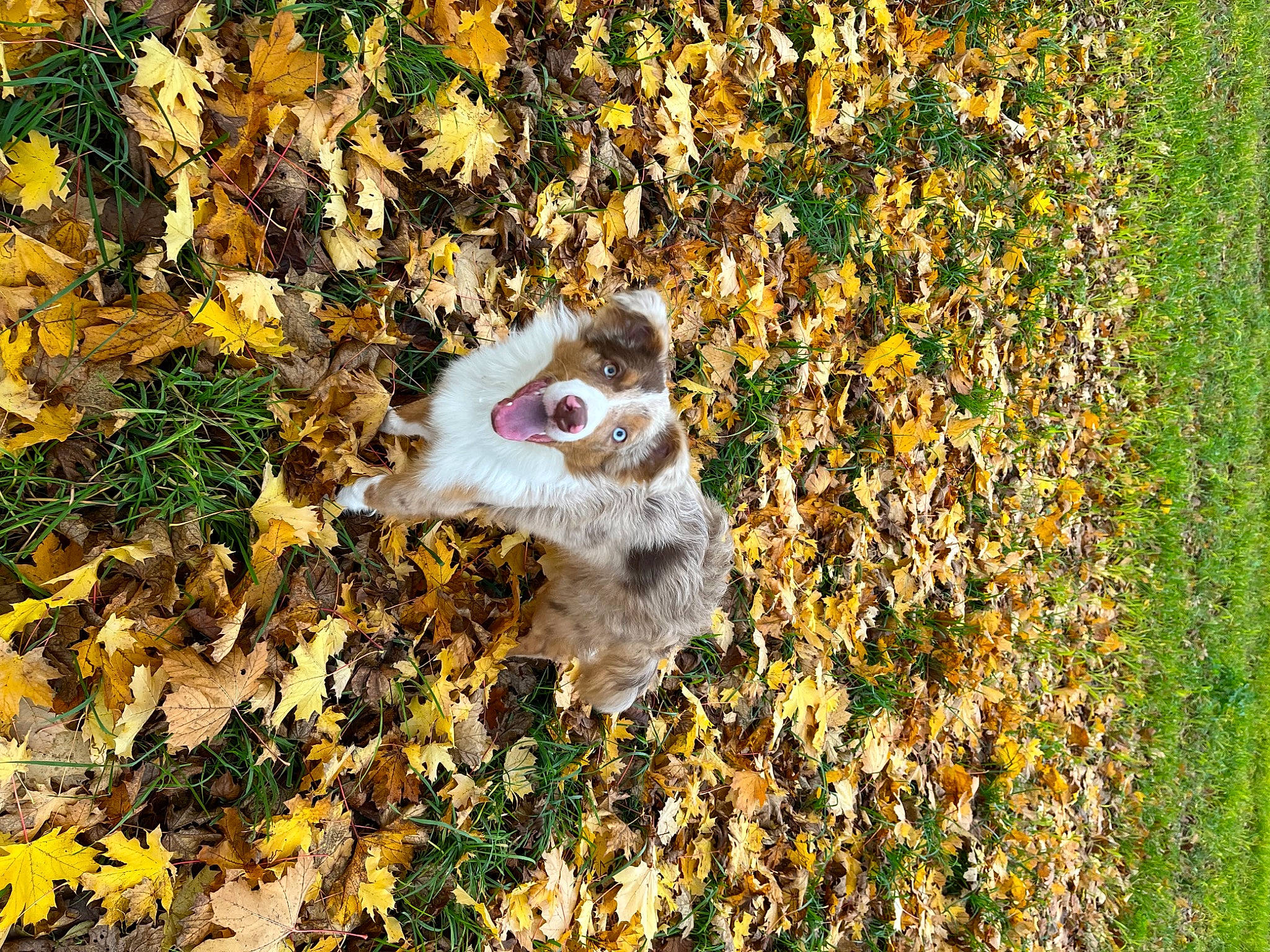 Fiby participe au concours pour gagner de l'argent avec cette photo : autumn, barn_owl, beak, bird_of_prey, fur, grass, groundcover, happy, natural_environment, owl, people_in_nature, plant, soil, terrestrial_animal, tree, twig, wildlife