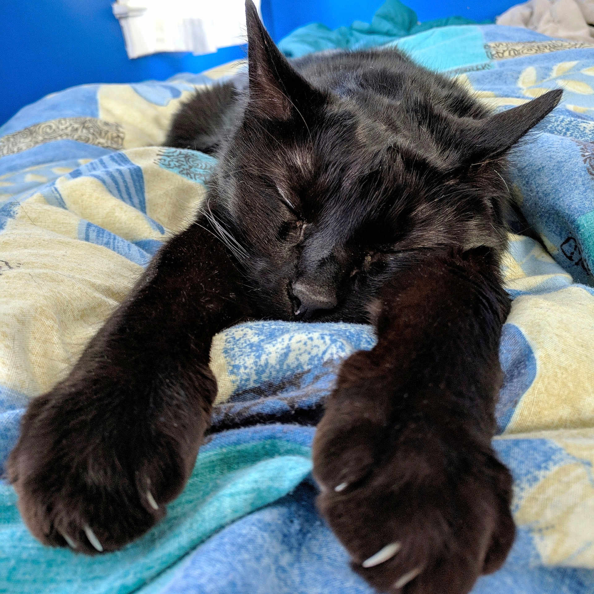 Sniffles is registered to the contest to win money with this photo: black_cat, carnivore, cat, claw, domestic_short_haired_cat, ear, felidae, fur, german_rex, kitten, maine_coon, mammal, nap, nebelung, russian_blue, sleep, small_to_medium_sized_cats, tail, whiskers