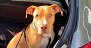 Cookie a rejoint le concours — aidez-le/la à gagner de superbes lots ! dog, car, trunk, leash, sunlight, outdoor, pet, animal, tan_dog, white_chest, sitting, open_trunk, vehicle, daylight, curious, canine, transport, parked_car, head, ears