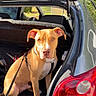 dog, car, trunk, leash, sunlight, outdoor, pet, animal, tan_dog, white_chest, sitting, open_trunk, vehicle, daylight, curious, canine, transport, parked_car, head, ears