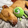 Cookie a rejoint le concours — aidez-le/la à gagner de superbes lots ! dog, sleeping, blanket, plush_toy, green_toy, couch, cozy, relaxation, indoor, pet, brown_dog, close_up, soft_texture, napping, cute, animal, resting, stuffed_animal, fur, comfort