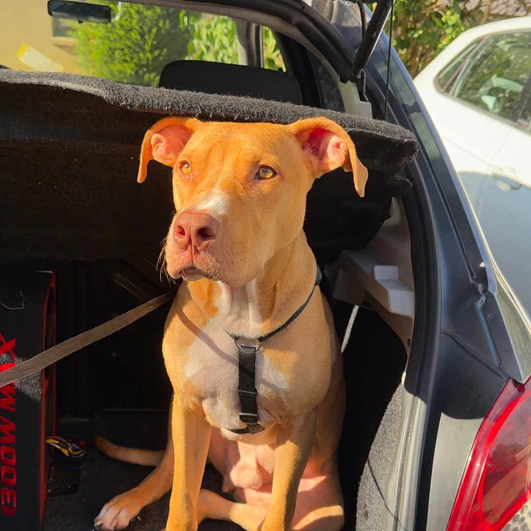 Cookie participe au concours pour gagner de l'argent avec cette photo : dog, car, trunk, sunlight, outdoor, pet, animal, tan_dog, leash, sitting, vehicle, open_trunk, daylight, nature, parked_car, curious, ears_up, canine, domestic_animal, front_paws