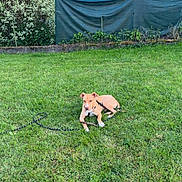Cookie participe au concours pour gagner de l'argent avec cette photo : dog, grass, leash, outdoor, yard, fence, house, roof, greenery, pet, canine, sunlight, nature, garden, summer, daytime, relaxing, animal, domestic, playing
