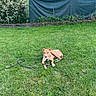 dog, grass, leash, outdoor, yard, fence, house, roof, greenery, pet, canine, sunlight, nature, garden, summer, daytime, relaxing, animal, domestic, playing