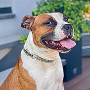 Neiko participe au concours pour gagner de l'argent avec cette photo : accessories, animal, bodypart, bostonbull, boxer, bulldog, canine, dog, frenchbulldog, hound, indoors, interiordesign, mouth, person, pet, pitbull, puppy, snout, strap, whitedog