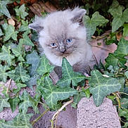Croquette a rejoint le concours — aidez-le/la à gagner de superbes lots ! kitten, cat, blue_eyes, fluffy, ivy, green_leaves, plants, outdoor, nature, young_animal, curious, small, feline, pet, wildlife, close_up, animal_face, cute, fur, explorer