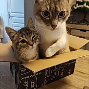 Billy a rejoint le concours — aidez-le/la à gagner de superbes lots ! cat, cats, box, cardboard_box, table, indoor, winking, wide_eyes, feline, pet, domestic_animal, tabby_cat, curious, playful, wooden_table, christmas_tree, decor, close_up, two_animals, cozy