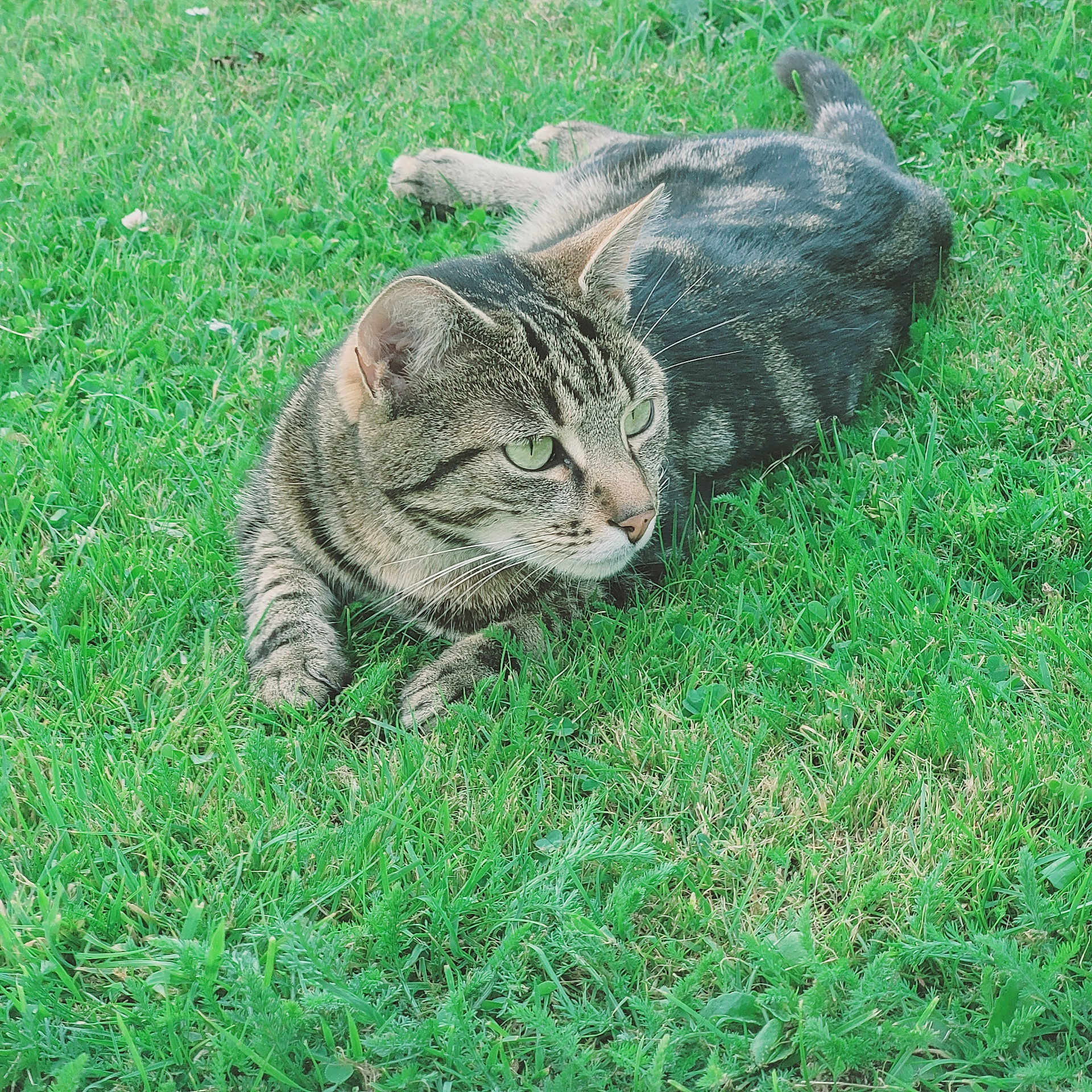 Saïko a rejoint le concours — aidez-le/la à gagner de superbes lots ! abyssinian, animal, backyard, cat, countryside, egyptiancat, field, grass, grassland, green, kitten, lawn, manx, meadow, nature, outdoors, pet, plant, rural, yard