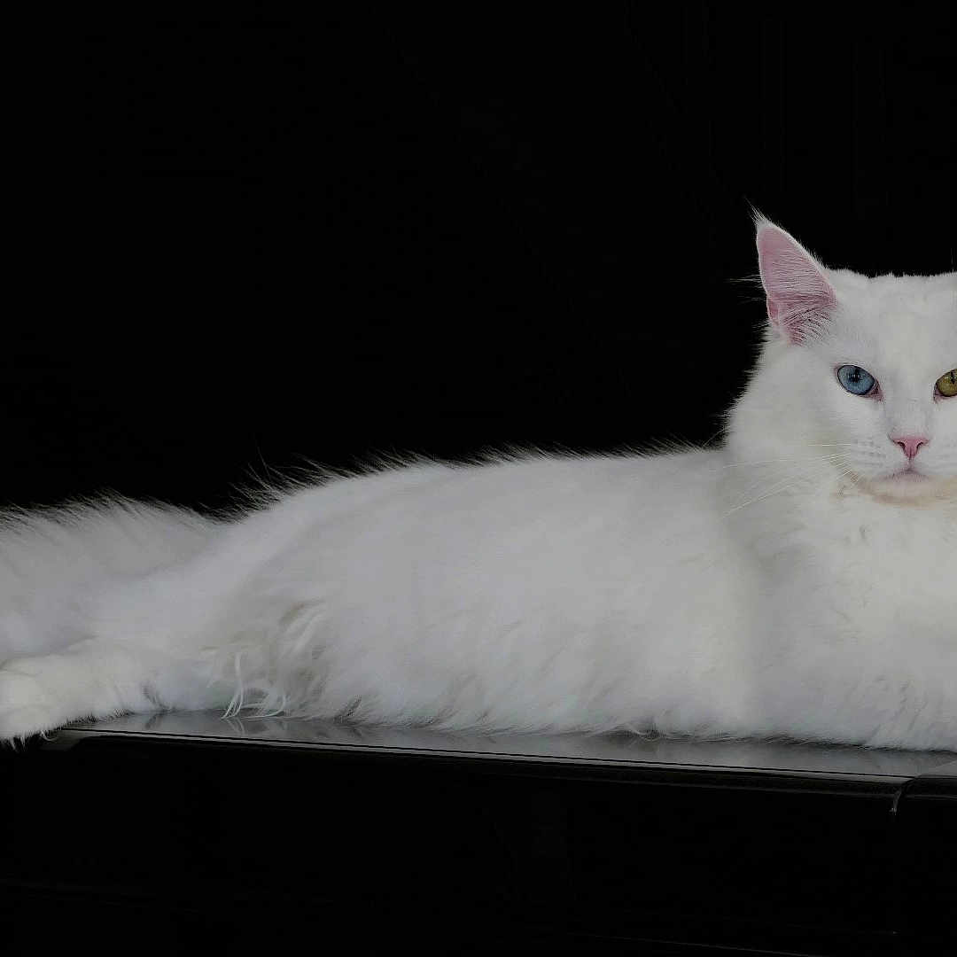 Syla