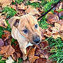 Thora a rejoint le concours — aidez-le/la à gagner de superbes lots ! puppy, dog, animal, pet, leaves, autumn, fall, grass, outdoor, cute, young, brown, nature, canine, adorable, collar, curious, seasonal, playful, closeup