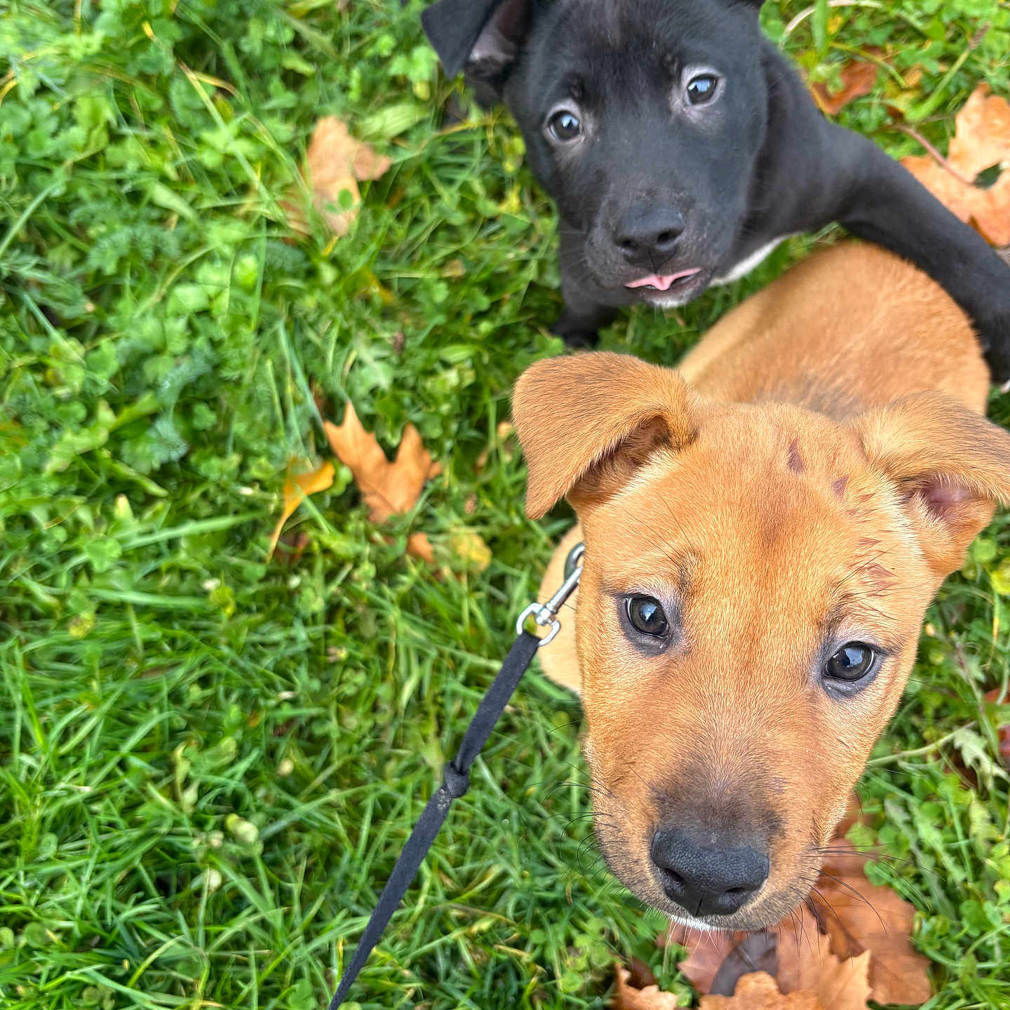 Thora participe au concours pour gagner de l'argent avec cette photo : animal, autumn_leaves, black_dog, closeup, curious, cute, dog, ears, face, grass, leash, nature, outdoor, pet, playful, puppy, snout, tan_dog, two_dogs, young_dog