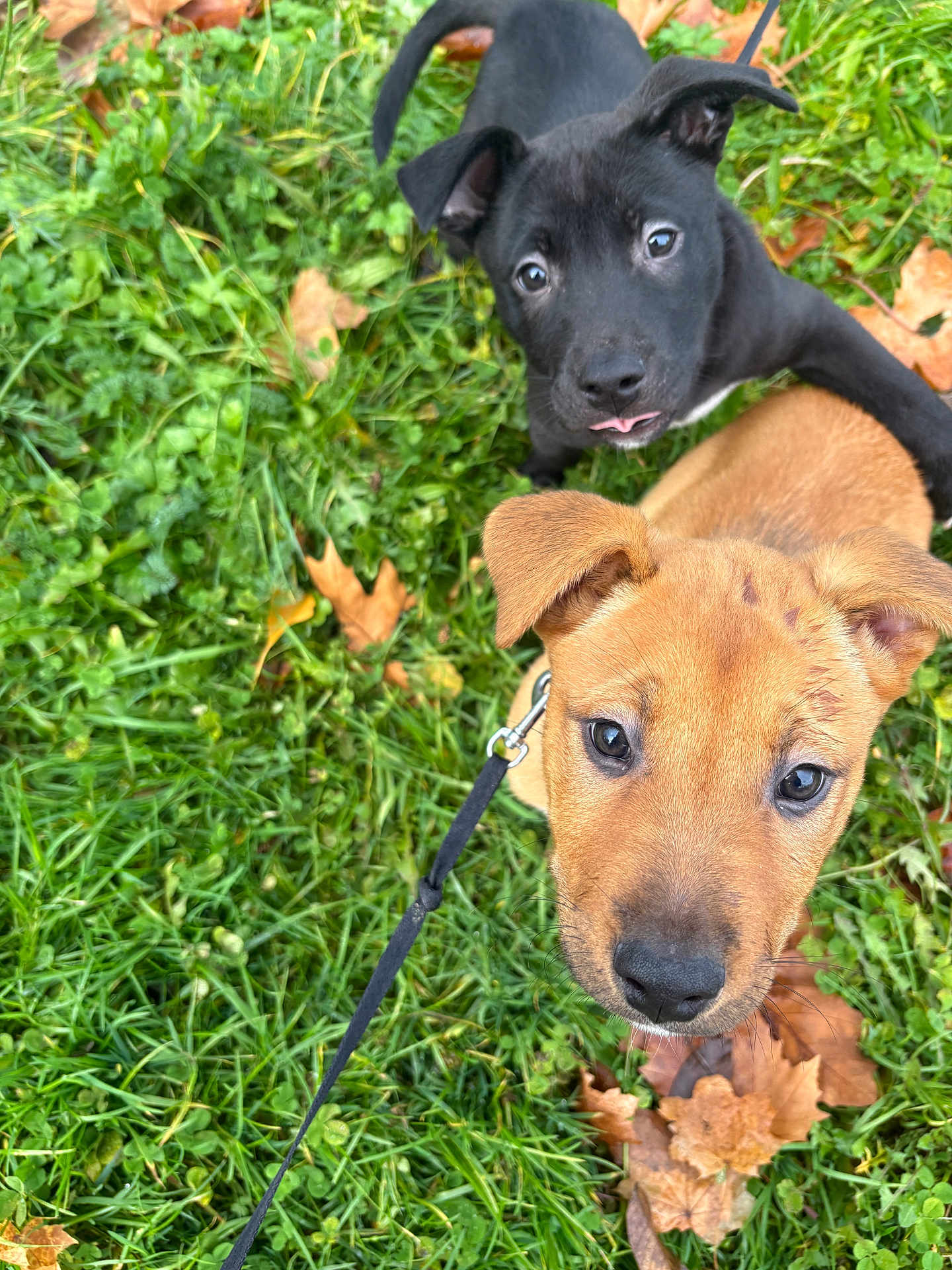Thora participe au concours pour gagner de l'argent avec cette photo : puppy, dog, grass, leash, black_dog, tan_dog, autumn_leaves, outdoor, cute, pet, animal, young_dog, playful, curious, nature, ears, snout, face, two_dogs, closeup