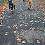 puppy, dog, running, leash, person, walking, pathway, autumn, leaves, outdoor, sidewalk, fence, casual_clothing, nature, daytime, recreation, pet, brown_dog, black_dog, motion_blur