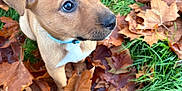 Thora participe au concours pour gagner de l'argent avec cette photo : puppy, dog, leaves, autumn, grass, collar, outdoor, pet, young, cute, brown, nature, fall, animal, canine, sitting, closeup, leaf, season, adorable
