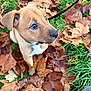 puppy, dog, leaves, autumn, grass, collar, outdoor, pet, young, cute, brown, nature, fall, animal, canine, sitting, closeup, leaf, season, adorable