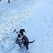 Tyson a rejoint le concours — aidez-le/la à gagner de superbes lots ! dog, snow, winter, outdoor, animal, path, trees, nature, pet, black_and_white, leash, sitting, fur, cold, daylight, forest, quiet, scenery, canine, walk