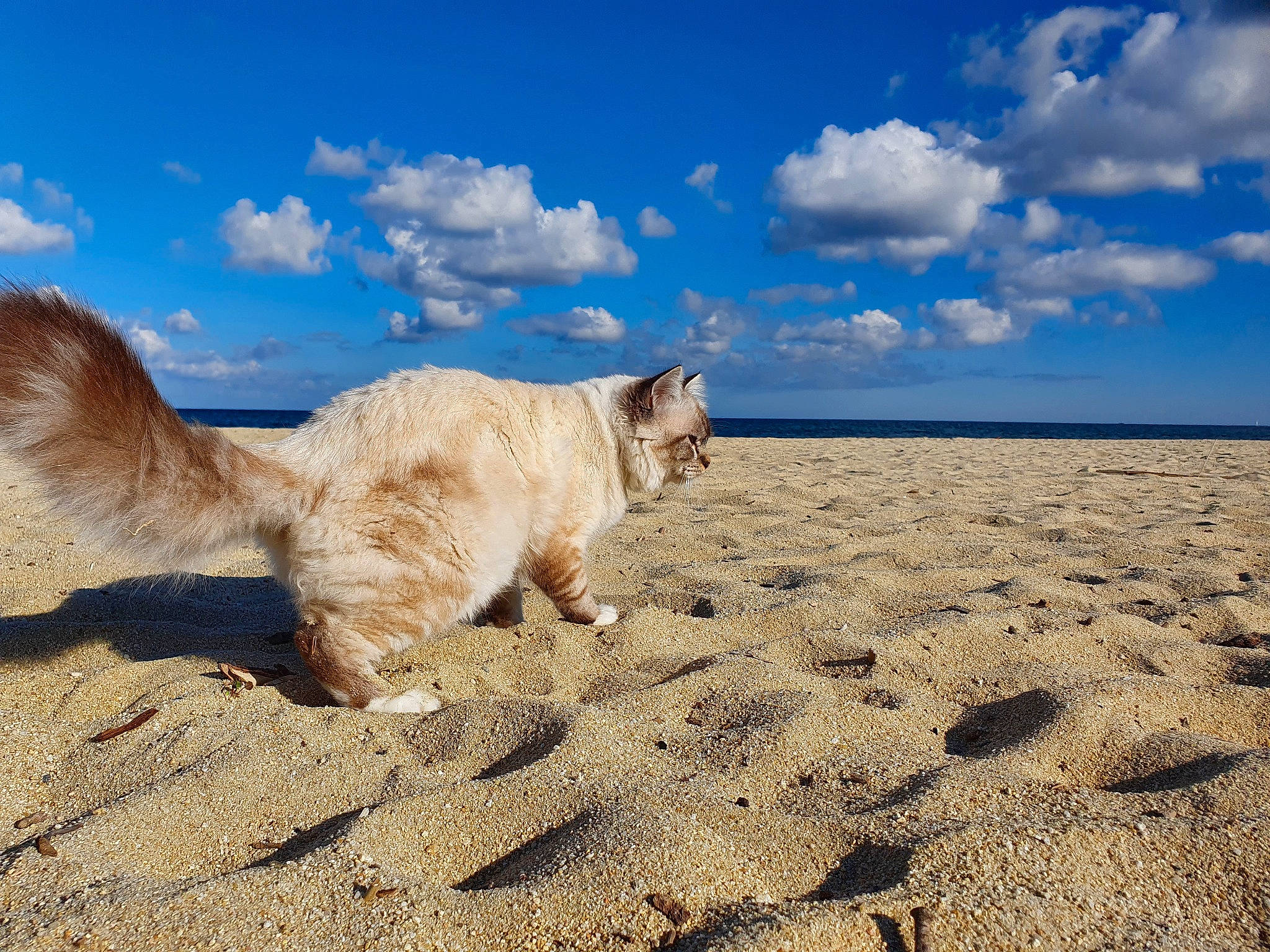 Rimbaud participe au concours pour gagner de l'argent avec cette photo : azure, beach, carnivore, cat, cloud, cumulus, dog_breed, fawn, felidae, horizon, landscape, mammal, shore, sky, small_to_medium_sized_cats, snout, tail, vertebrate, whiskers, wood