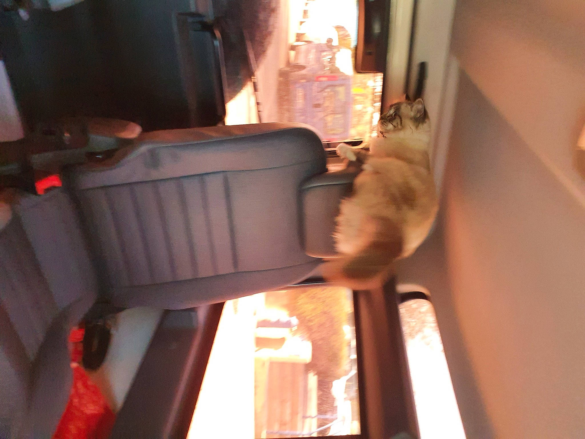 Rimbaud participe au concours pour gagner de l'argent avec cette photo : auto_part, automotive_exterior, automotive_lighting, carnivore, cat, comfort, felidae, flooring, fur, gas, hardwood, room, small_to_medium_sized_cats, tail, tints_and_shades, vehicle, vehicle_door, whiskers, window, wood