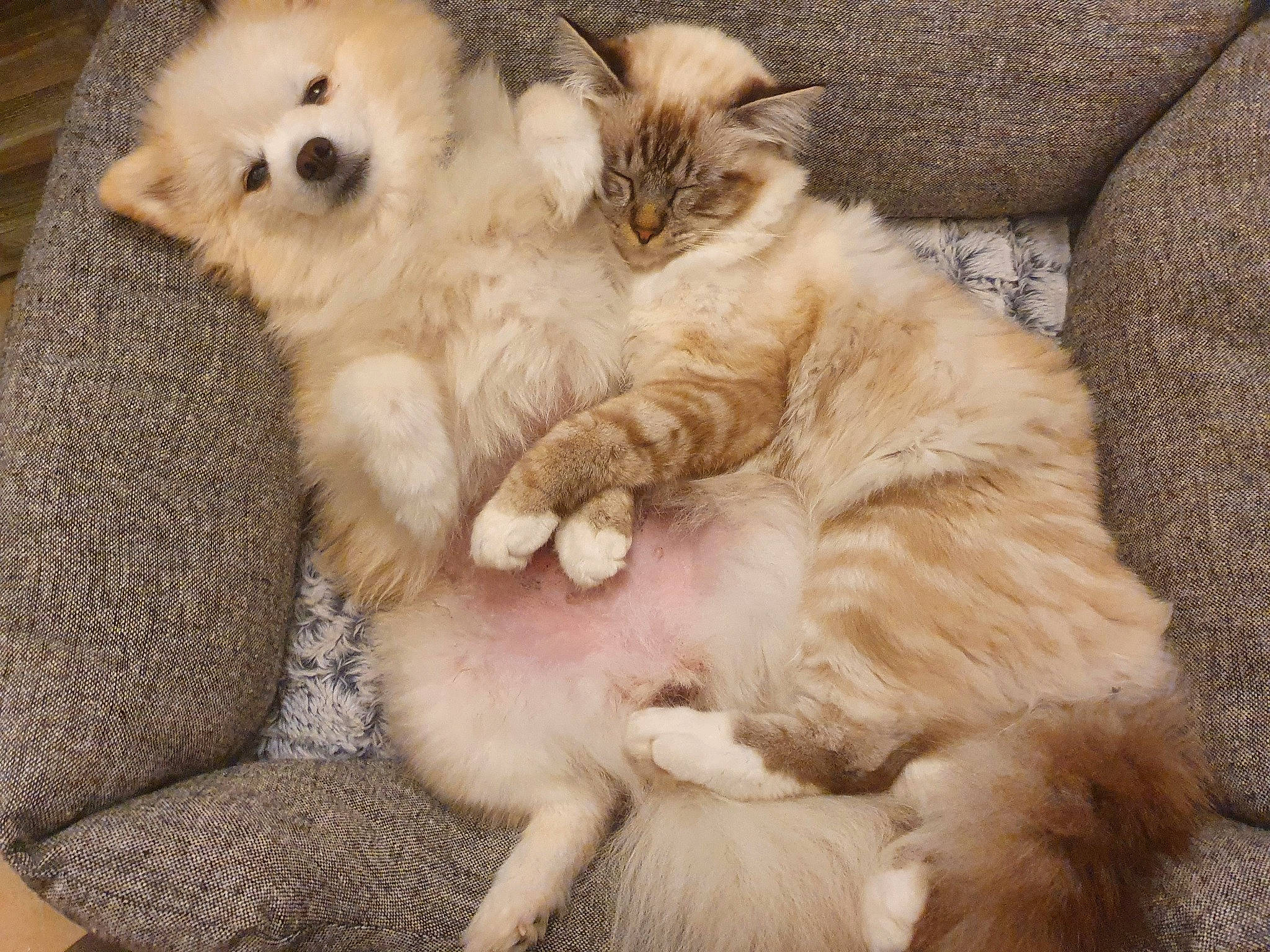 Rimbaud a rejoint le concours — aidez-le/la à gagner de superbes lots ! carnivore, cat, claw, comfort, companion_dog, domestic_short_haired_cat, fawn, felidae, foot, fur, mammal, nap, paw, plant, small_to_medium_sized_cats, snout, tail, terrestrial_animal, vertebrate, whiskers