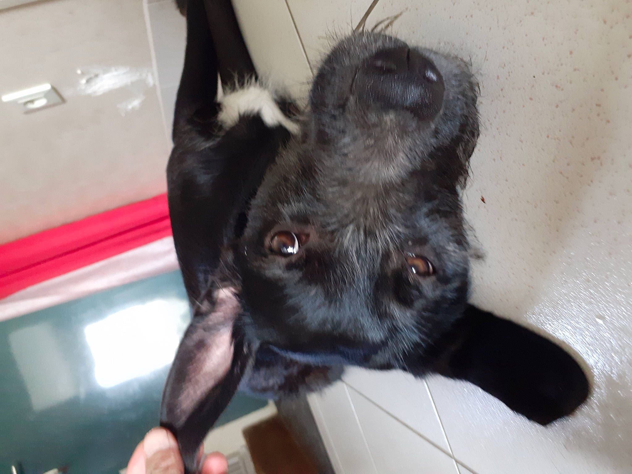 Nimoë participe au concours pour gagner de l'argent avec cette photo : black_cat, canidae, carnivore, claw, comfort, companion_dog, dog, dog_breed, ear, felidae, fur, gesture, liver, paw, small_to_medium_sized_cats, snout, sporting_group, whiskers, window, working_animal