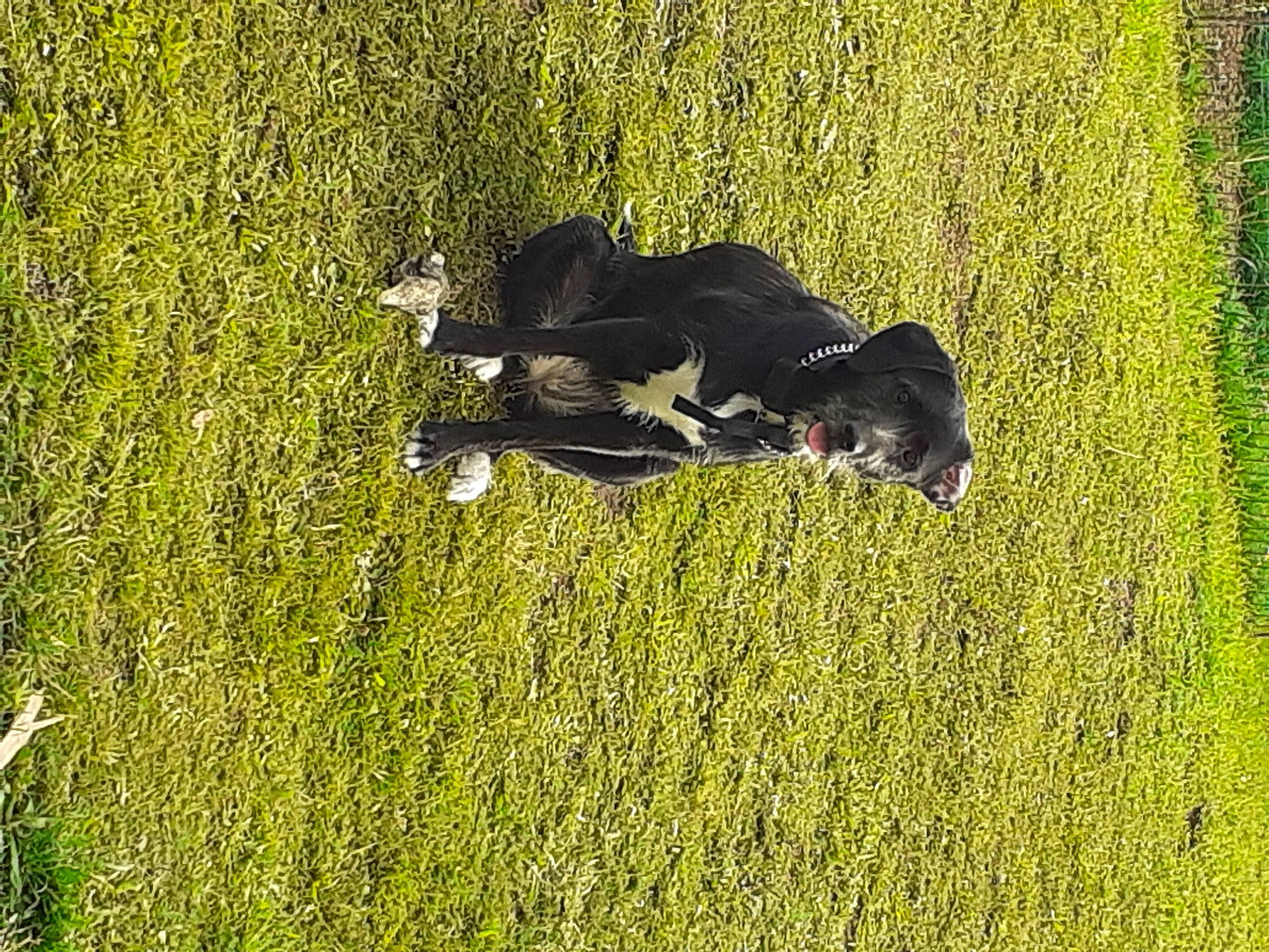 Nimoë participe au concours pour gagner de l'argent avec cette photo : carnivore, dog, dog_breed, field, grass, grassland, groundcover, landscape, lawn, leisure, meadow, natural_landscape, pasture, people_in_nature, plant, prairie, shrub, sporting_group, tints_and_shades, tree