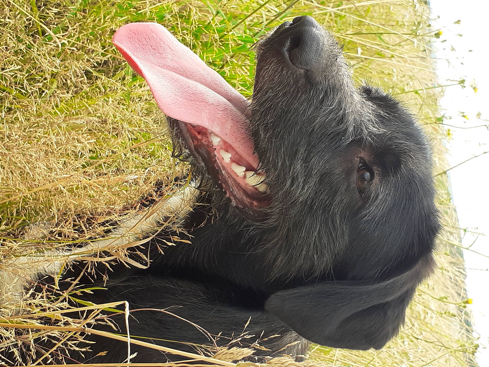 Nimoë a rejoint le concours — aidez-le/la à gagner de superbes lots ! canidae, comfort, common_chimpanzee, dog_breed, domestic_rabbit, elephant, elephants_and_mammoths, fur, grass, liver, natural_material, primate, snout, soil, sporting_group, terrestrial_animal, wildlife, wood, working_animal, wrinkle