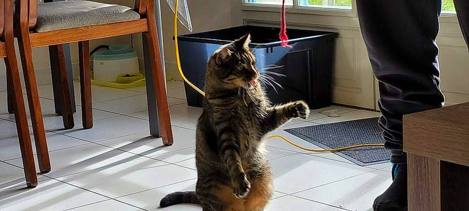 Crapouille participe au concours pour gagner de l'argent avec cette photo : carnivore, cat, claw, comfort, domestic_short_haired_cat, door, felidae, floor, flooring, fur, hardwood, paw, room, shelf, sitting, small_to_medium_sized_cats, snout, tail, whiskers