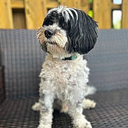 Snoopy joined the competition — help win amazing prizes! dog, black_and_white, fluffy, sitting, outdoor, bench, woven, fence, pet, curious, fur, collar, animal, portrait, canine, background, wood, domestic_animal, companionship, cute