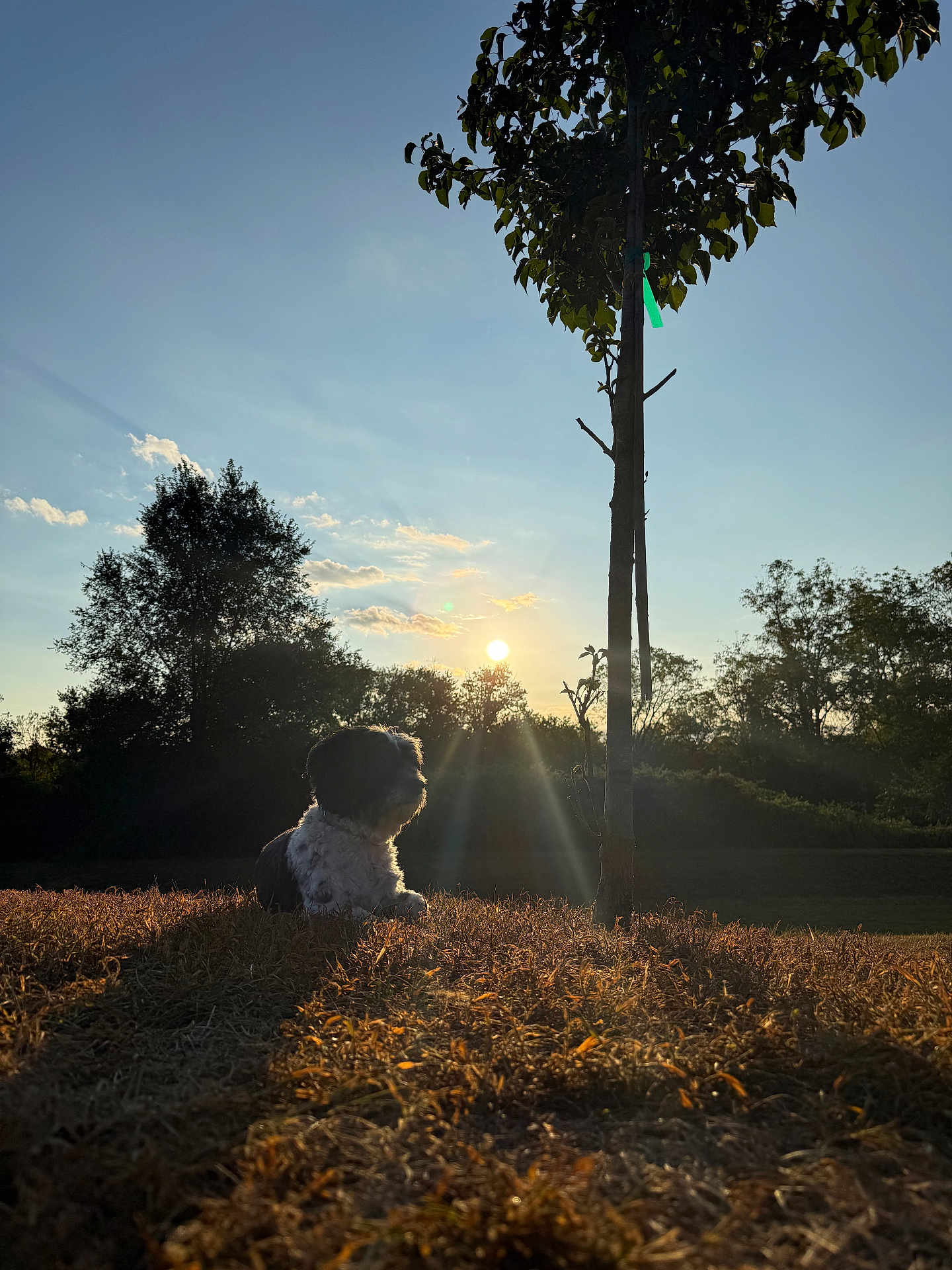 Snoopy joined the competition — help win amazing prizes! dog, sunset, grass, tree, shadow, outdoor, nature, sun, sky, silhouette, pet, park, calm, evening, landscape, quiet, backlit, animal, field, trunk