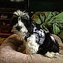 Snoopy is registered to the contest to win money with this photo: dog, puppy, black_and_white, fur, pet, dog_bed, harness, camo, indoor, cozy, blanket, furniture, wooden, living_room, cute, animal, sitting, young, fluffy, domestic
