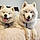 Nilla And Kodiak