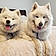 Nilla And Kodiak