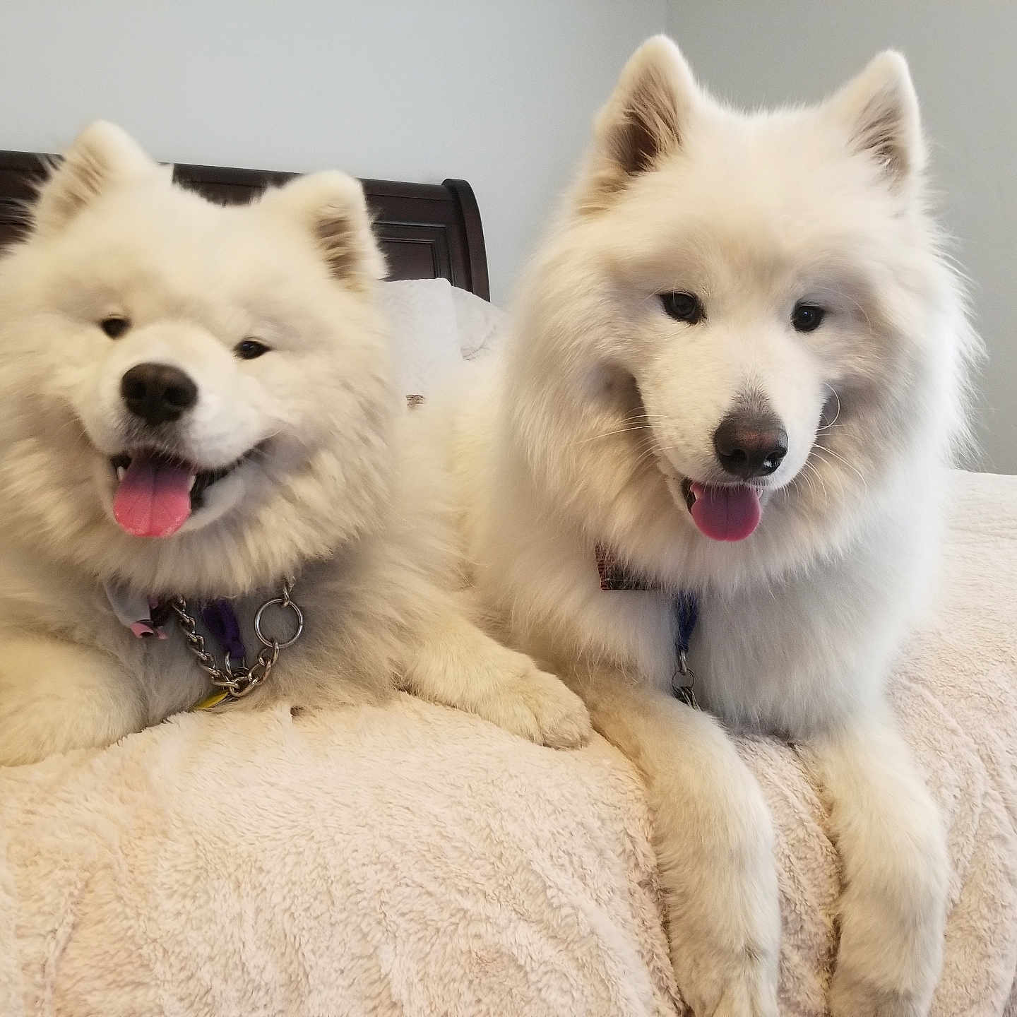 Nilla And Kodiak