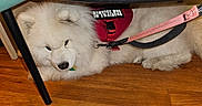 Nilla And Kodiak is registered to the contest to win money with this photo: animal, blue_padding, calm, canine, closeup, companion, dog, domestic, fluffy, indoor, leash, pet, quiet, relaxed, resting, service_dog, training_vest, under_furniture, white_fur, wooden_floor