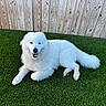 dog, white_dog, fluffy, pet, animal, grass, artificial_turf, outdoor, fence, wooden_fence, tongue_out, happy, relaxed, canine, fur, paw, tail, smiling, nature, companion