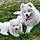 Nilla And Kodiak