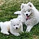 Nilla And Kodiak