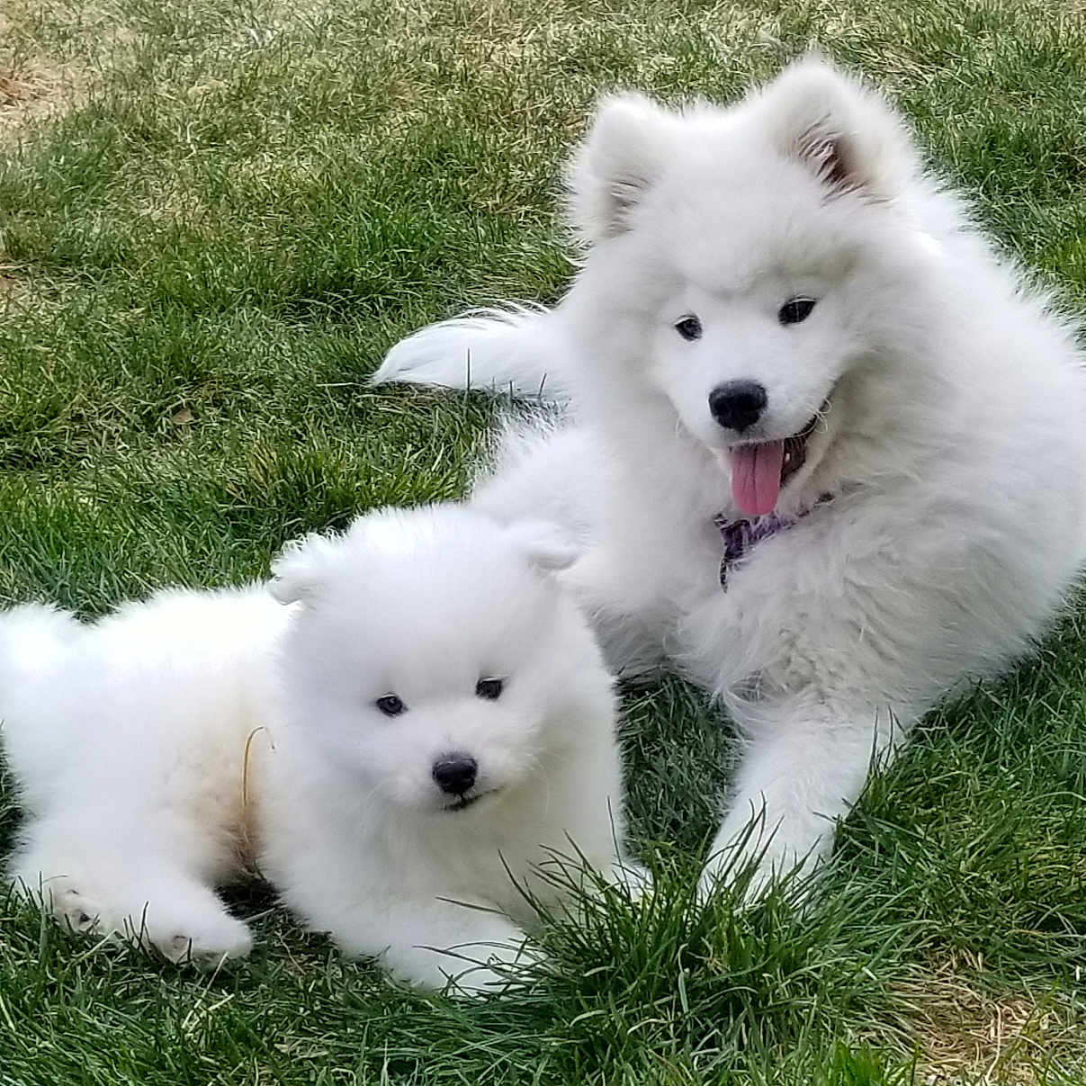 Nilla And Kodiak