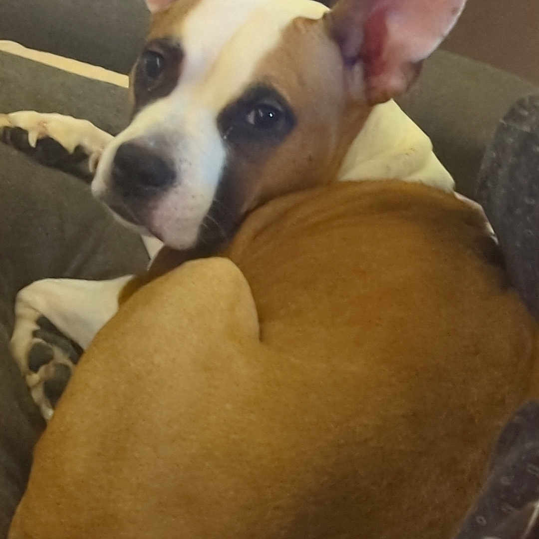 Shaika participe au concours pour gagner de l'argent avec cette photo : animal, brown, canine, close_up, companion, couch, curled_up, dog, ears, eyes, fur, home, indoor, looking_back, paw, pet, relaxed, resting, snout, white