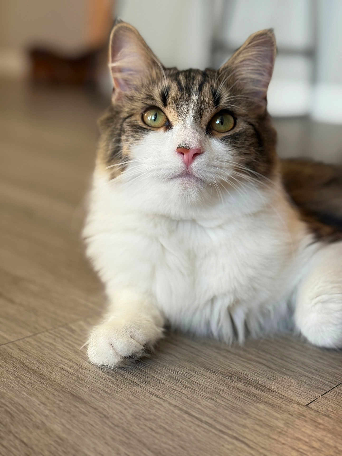 Ellie is registered to the contest to win money with this photo: cat, fluffy, green_eyes, pet, animal, indoor, wooden_floor, fur, whiskers, close_up, laying_down, cute, domestic_cat, tabby, white_fur, pink_nose, portrait, relaxed, soft_light, focus