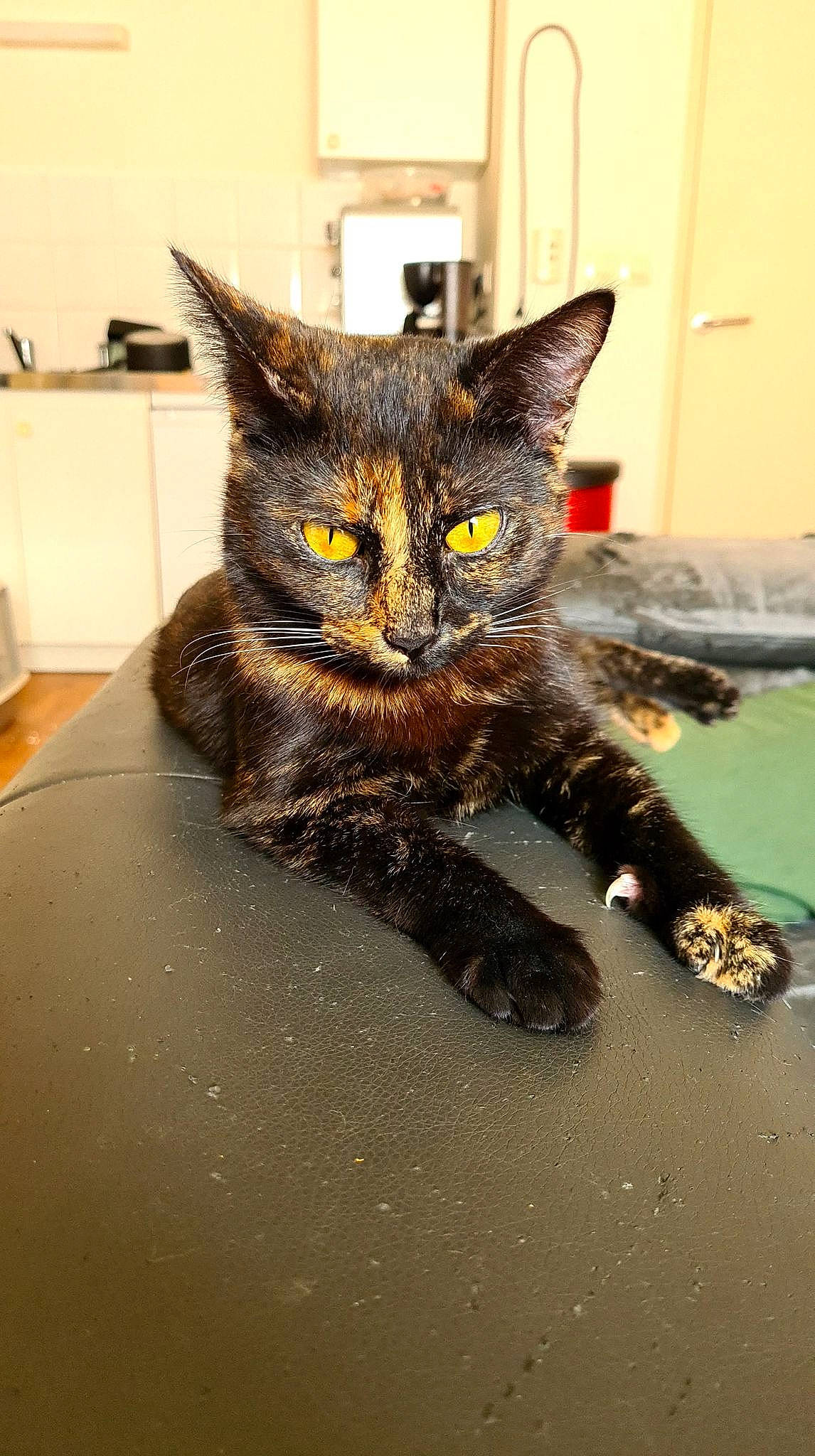 Mikasa a rejoint le concours — aidez-le/la à gagner de superbes lots ! black_cat, carnivore, cat, claw, comfort, domestic_short_haired_cat, eye, felidae, flooring, fur, leg, paw, sitting, small_to_medium_sized_cats, snout, tail, terrestrial_animal, whiskers