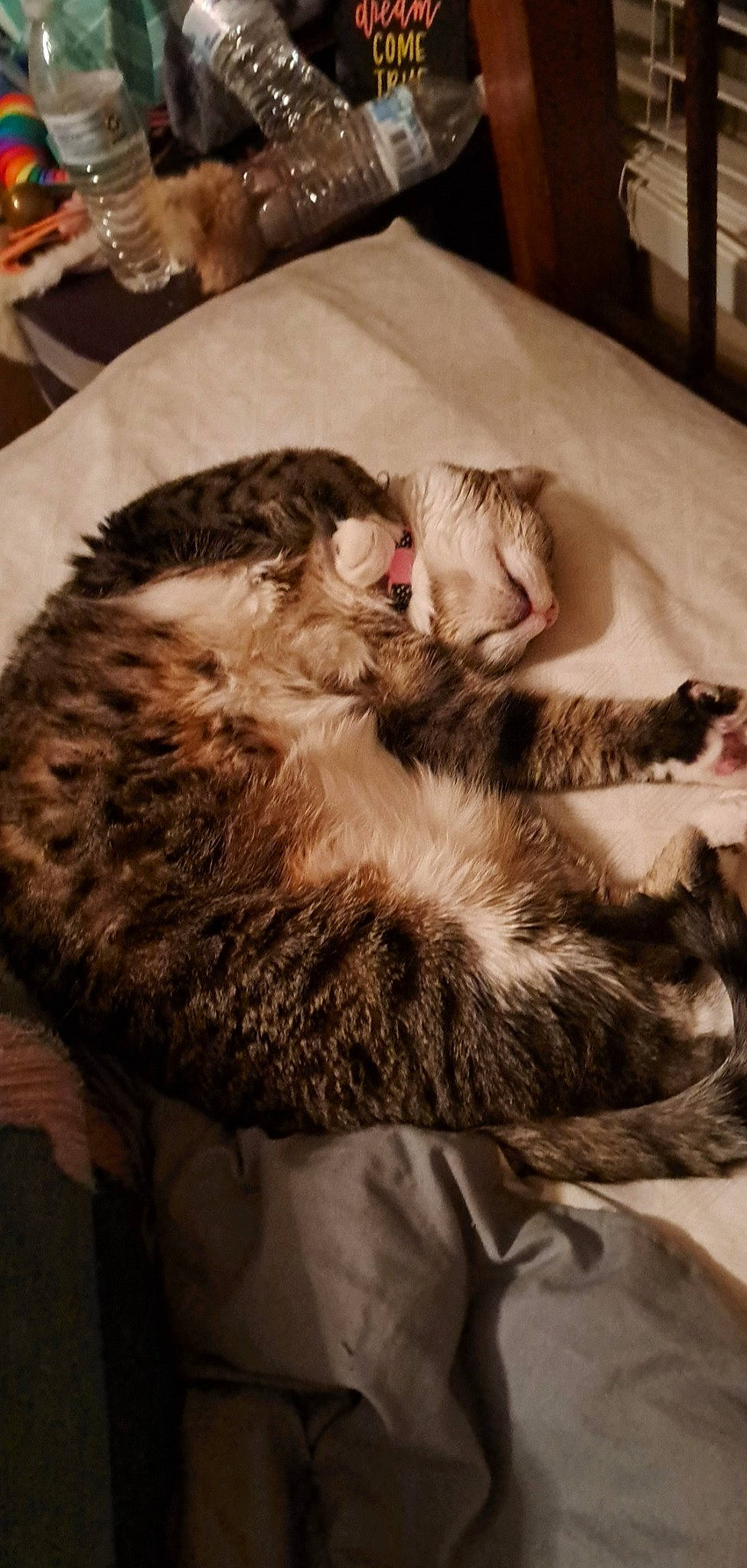 Polly is registered to the contest to win money with this photo: carnivore, cat, claw, comfort, domestic_short_haired_cat, felidae, flooring, fur, hardwood, nap, paw, plate, room, serveware, small_to_medium_sized_cats, tableware, tail, vehicle, whiskers, wood