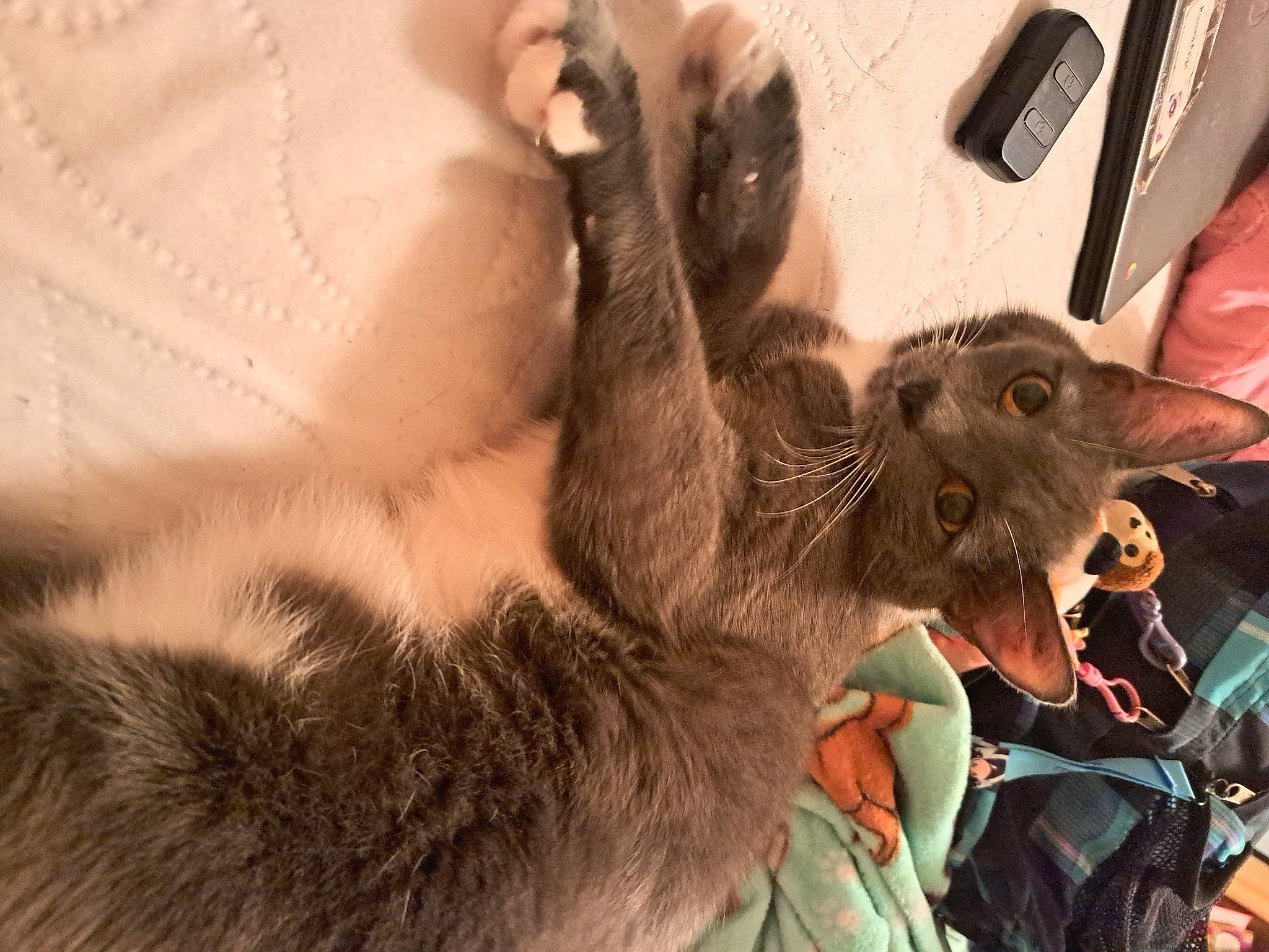 Casper is registered to the contest to win money with this photo: carnivore, cat, claw, comfort, dog_breed, domestic_short_haired_cat, ear, fawn, felidae, fur, marsupial, paw, small_to_medium_sized_cats, tail, terrestrial_animal, wallaby, whiskers