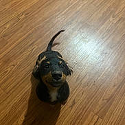 Milo joined the competition — help win amazing prizes! dog, puppy, wood_floor, looking_up, black_and_tan, small_dog, indoor, pet, tail, fur, nose, eyes, ears, shadow, cute, wagging_tail, sitting, hardwood, smile, playful