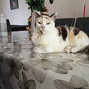 Jumbo a rejoint le concours — aidez-le/la à gagner de superbes lots ! animal, brown, cat, chair, decor, domestic, flower_bouquet, furniture, home, indoor, pattern, pet, plant, relaxed, resting, table, tablecloth, vase, white, white_roses